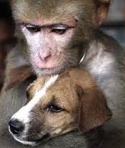 dog and monkey (2)